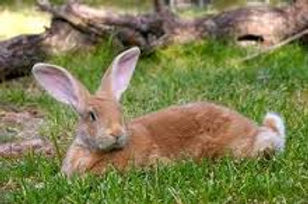 Huisongus Rabbit IS THERE A HOUSE RABBIT IN YOUR FUTURE?