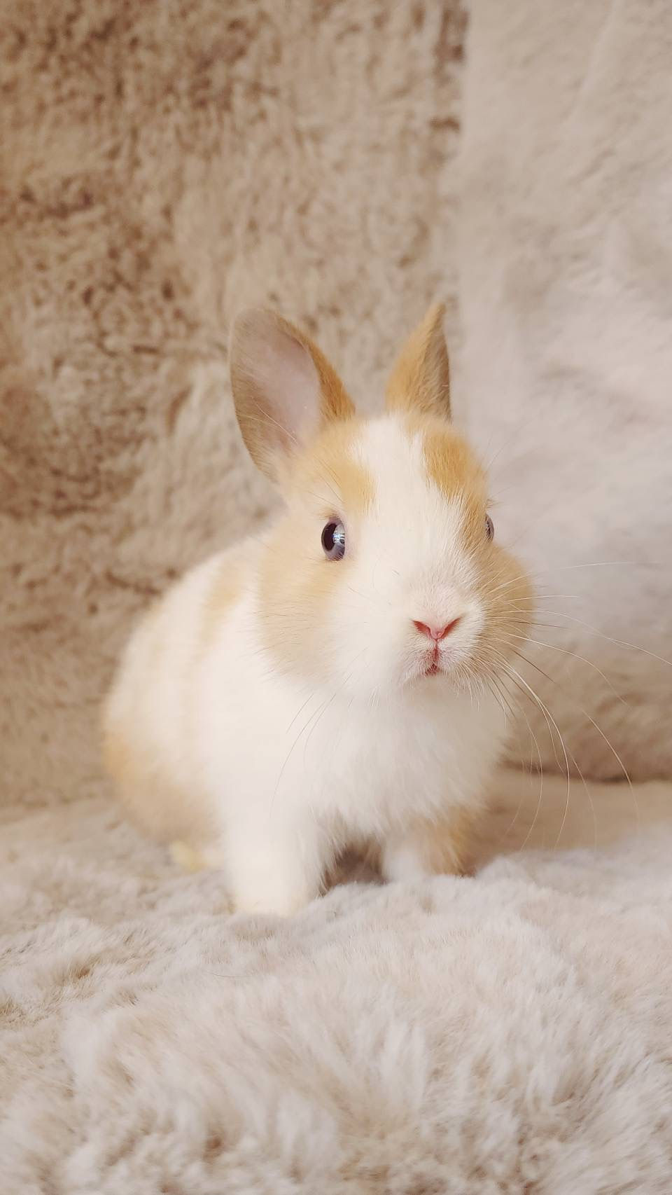 ￥７９,８００（太田店）