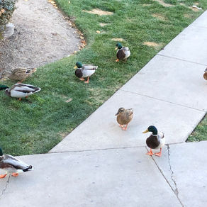 Duck and Cute(?)Meet