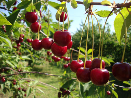 Cum recoltezi corect altoii pentru altoirea pomilor fructiferi