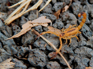 Secretaria de Saúde orienta população sobre riscos de escorpiões em agosto e setembro