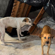 Denúncia: Animais são mortos por envenenamento na Cohab II em Arcoverde