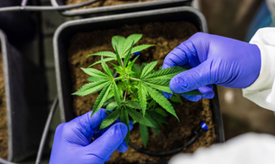 Anvisa propõe regras para produção de cannabis medicinal no Brasil