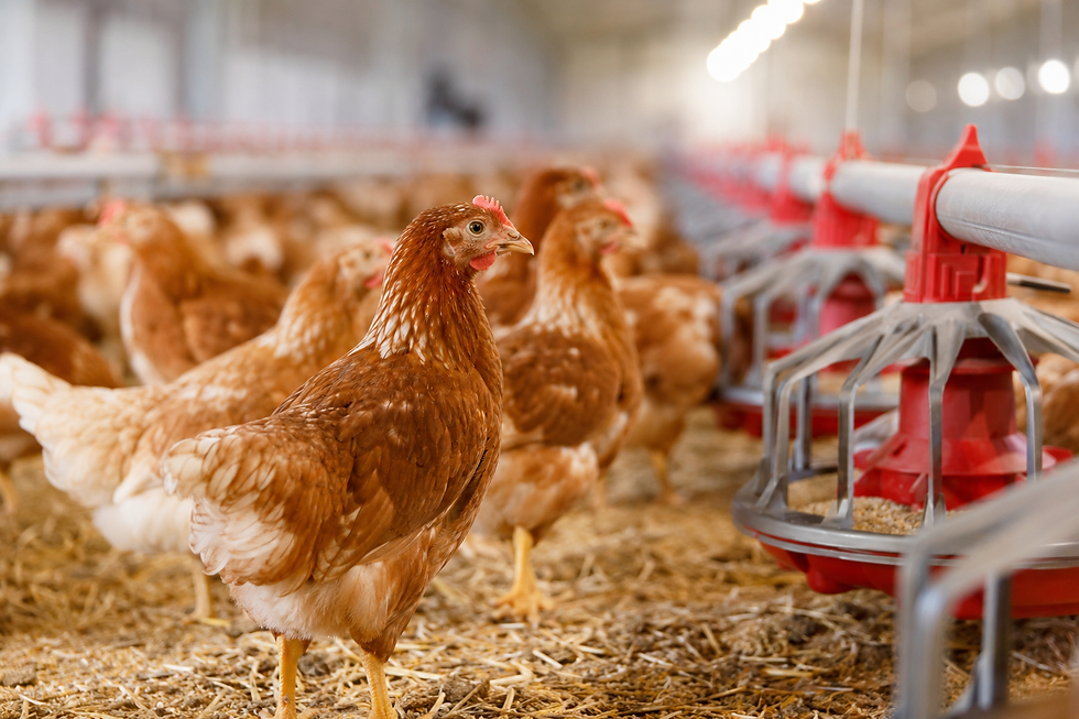 Layer Longevity Starts at Rearing: Building the Foundation for Long-Term Egg Production