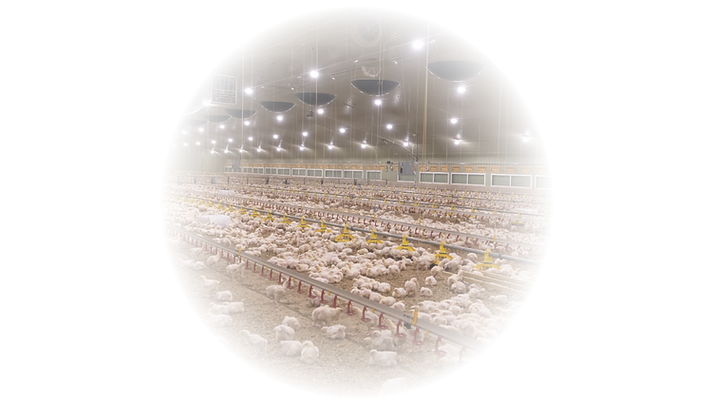Advanced Poultry Nutrition Forum 2027 (5).png