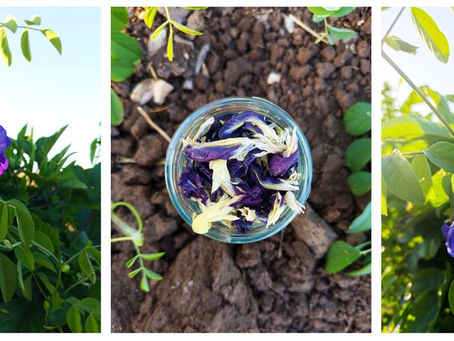 אפונת פרפר - מה שיותר כחול