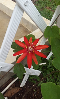 Omah Sunat  Rumah Sunat di Cibinong Bogor  Rumah Khitan 