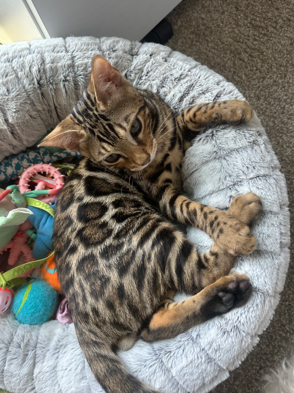 zarakittenbrownonfluffybed