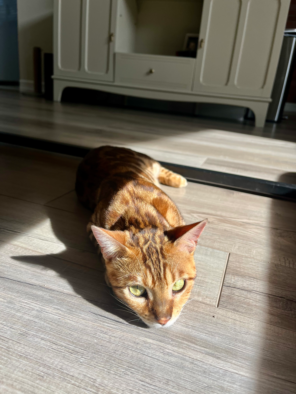 miaundertable