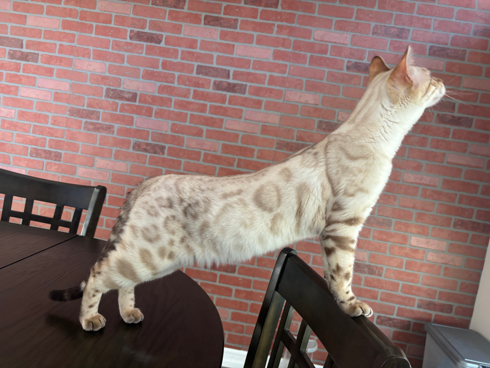 benitoondiningtable