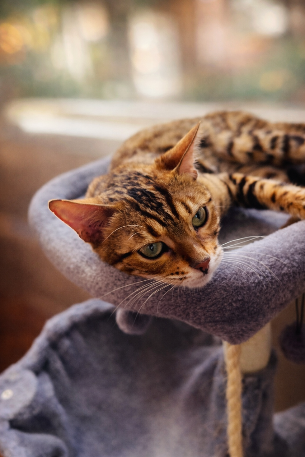reinaoncattower