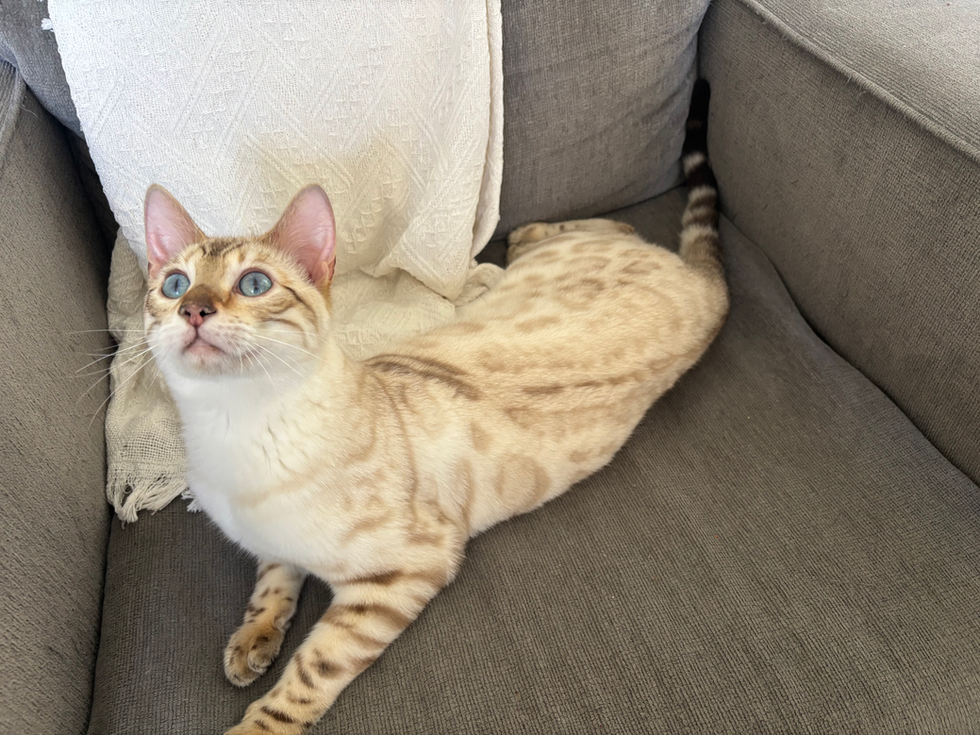 Benitooncouch