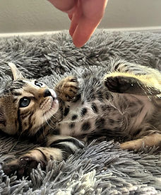 kittenonbed.jpg