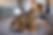 BrownKittenAIcozysofa.PNG