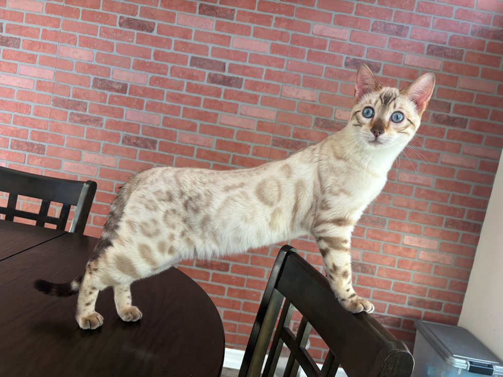 benitoondiningtable2