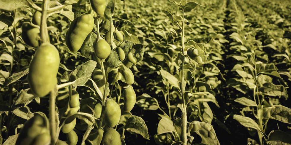 Soybean