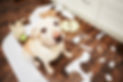 AdobeStock_95987109.jpeg