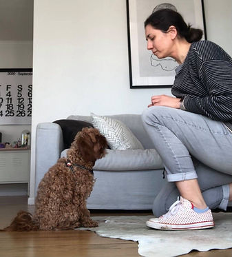 Dog Trainer