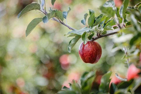 Apple growing on tree branch – horticulture photography Hawke’s Bay