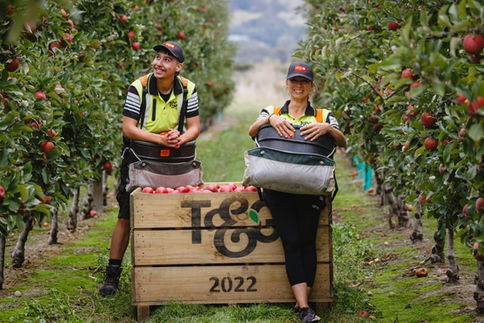 Apple orchard workers standing at an apple bin – commercial horticultre photography NZ