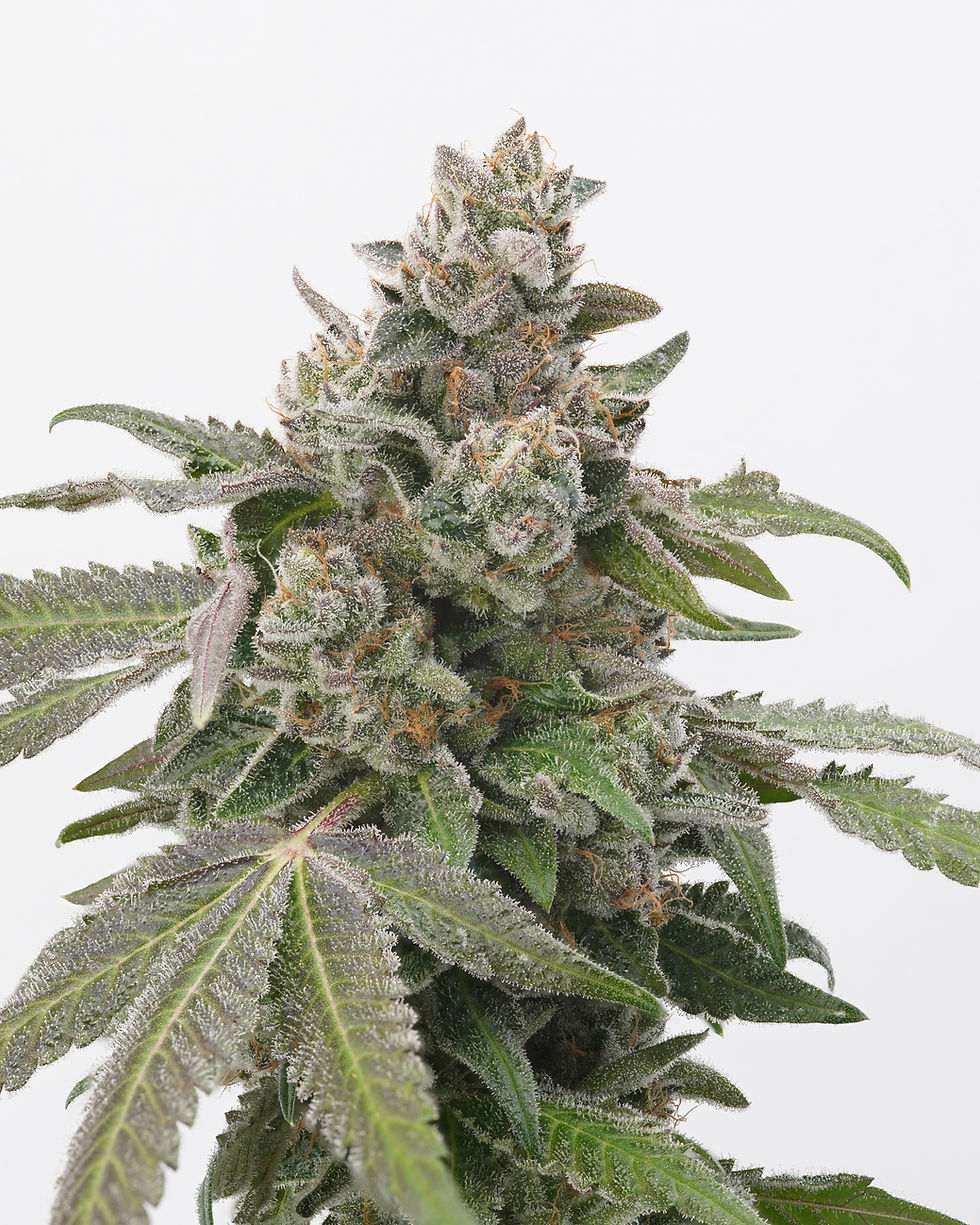 Dungeness Dank Craft Cannabis Seattle, WA, USA