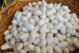 Cesta contenente bozzoli di baci da seta