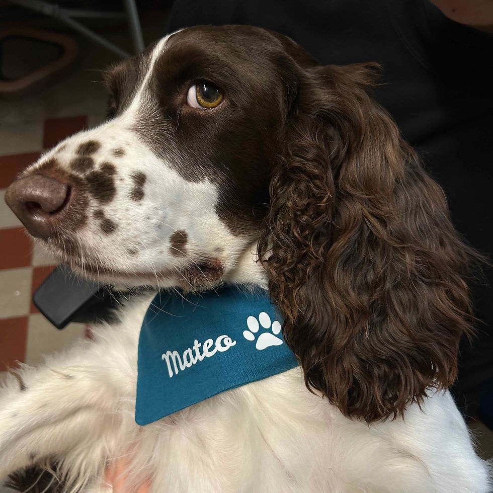 Miniaturbild: Halstuch für Hunde aus weichem Musselin – personalisiert mit Namen