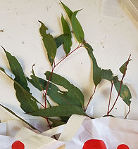 Eucalyptus.jpg