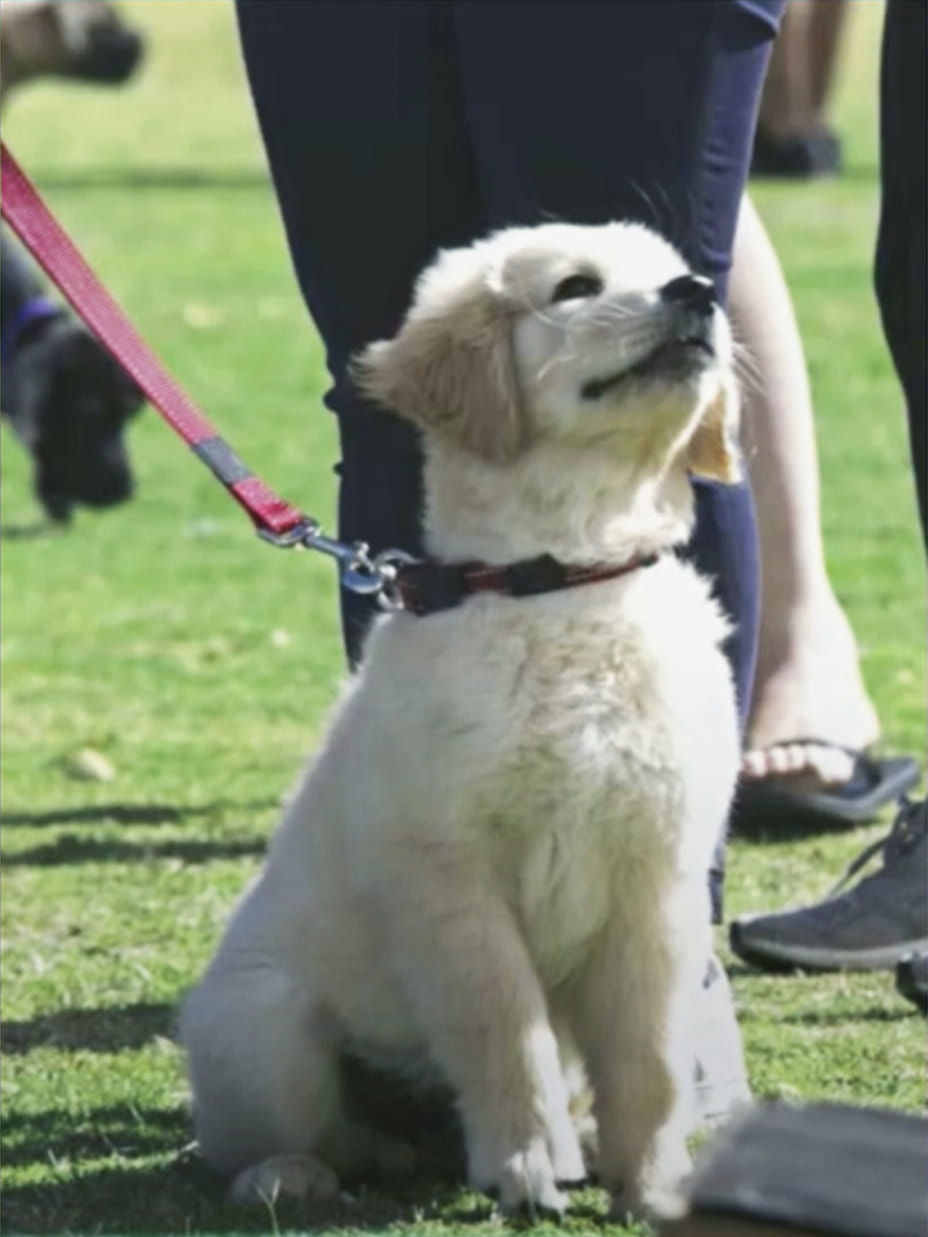 Puppy Training