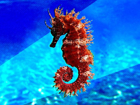 LÍO EN LA ESCIELA. BUSCADO VIVO, NO MUERTO