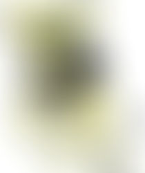 SHOW DEL CHISTE, HUND NICHT KAKEN