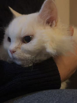 Childhood with Cats: From Physical Allergies to the "Who" Behind the Fur