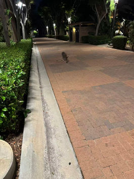 The Night I Saw a Coyote