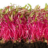 beets.jpg