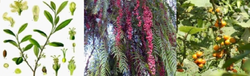 Plantas medicinales