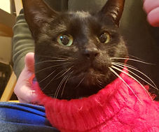 Black cat in a red sweater.