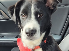 Black and white dog in a red bandana.