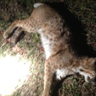 Scoot n Shoot_Mobile Hunting Blinds_Trophy Wall_5