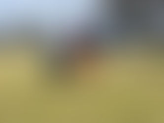 Tibetan Mastiff grooming