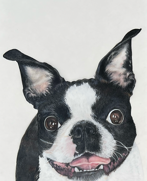 Bowman Ruth - Boston Terrier - George.png