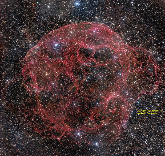 simeis147s_1.jpg
