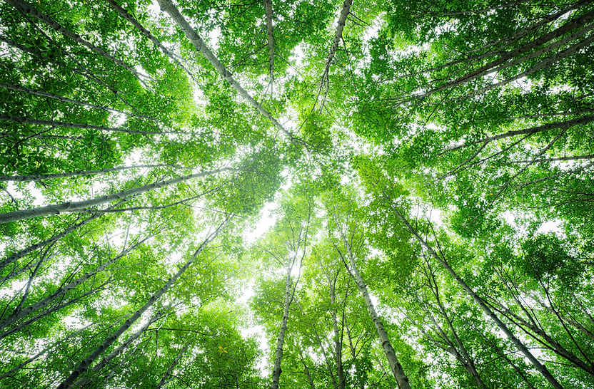 Bottom-up view green mangrove forest canopy. Natural carbon sink fight climate change. Sus