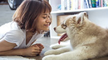 Pets and Cancer - We cant Ignore it.