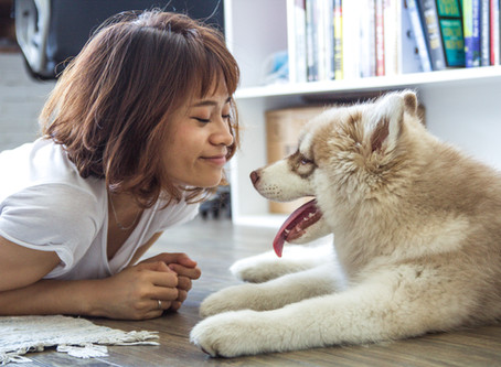 The Best Dog Training Tool - Is Free!