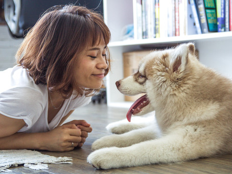 The Best Dog Training Tool - Is Free!