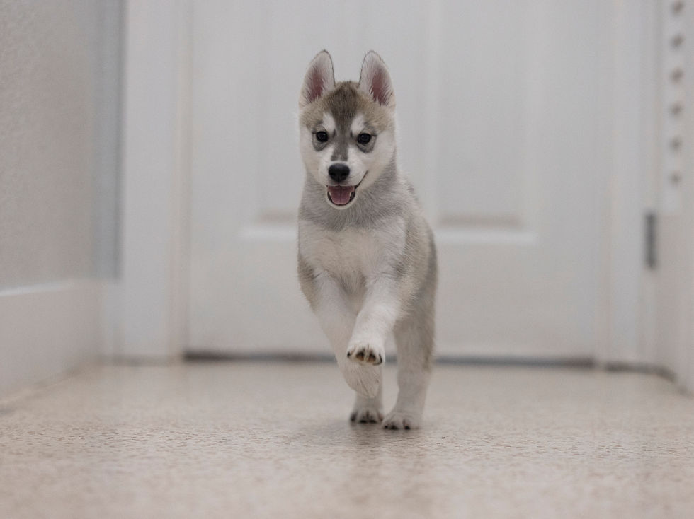6.5 week old