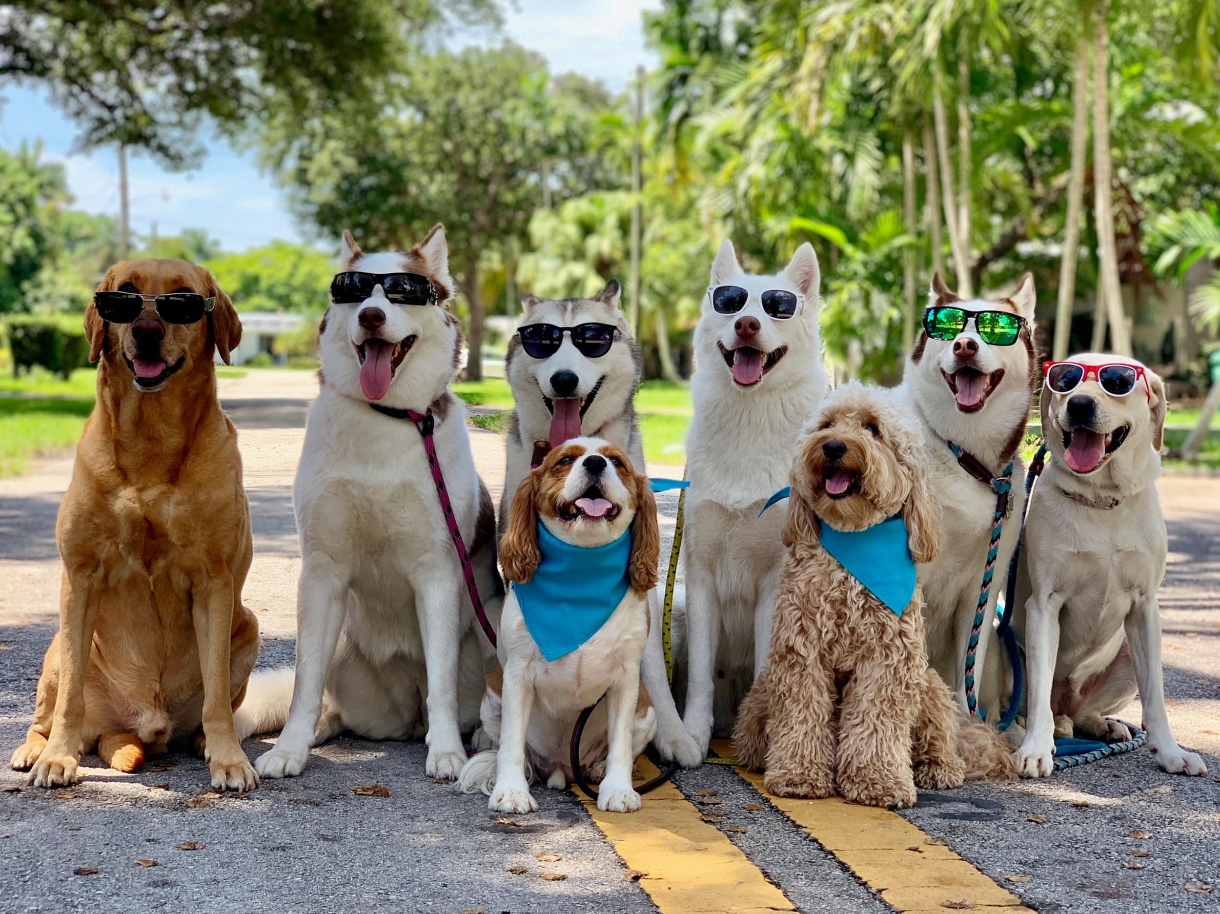DOG TRAINING DOG DAYCARE DOG BOARDING WOOF PACK MIAMI