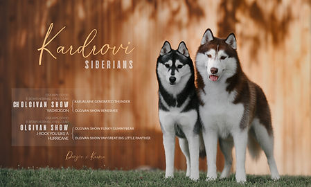 Siberian Huskies 