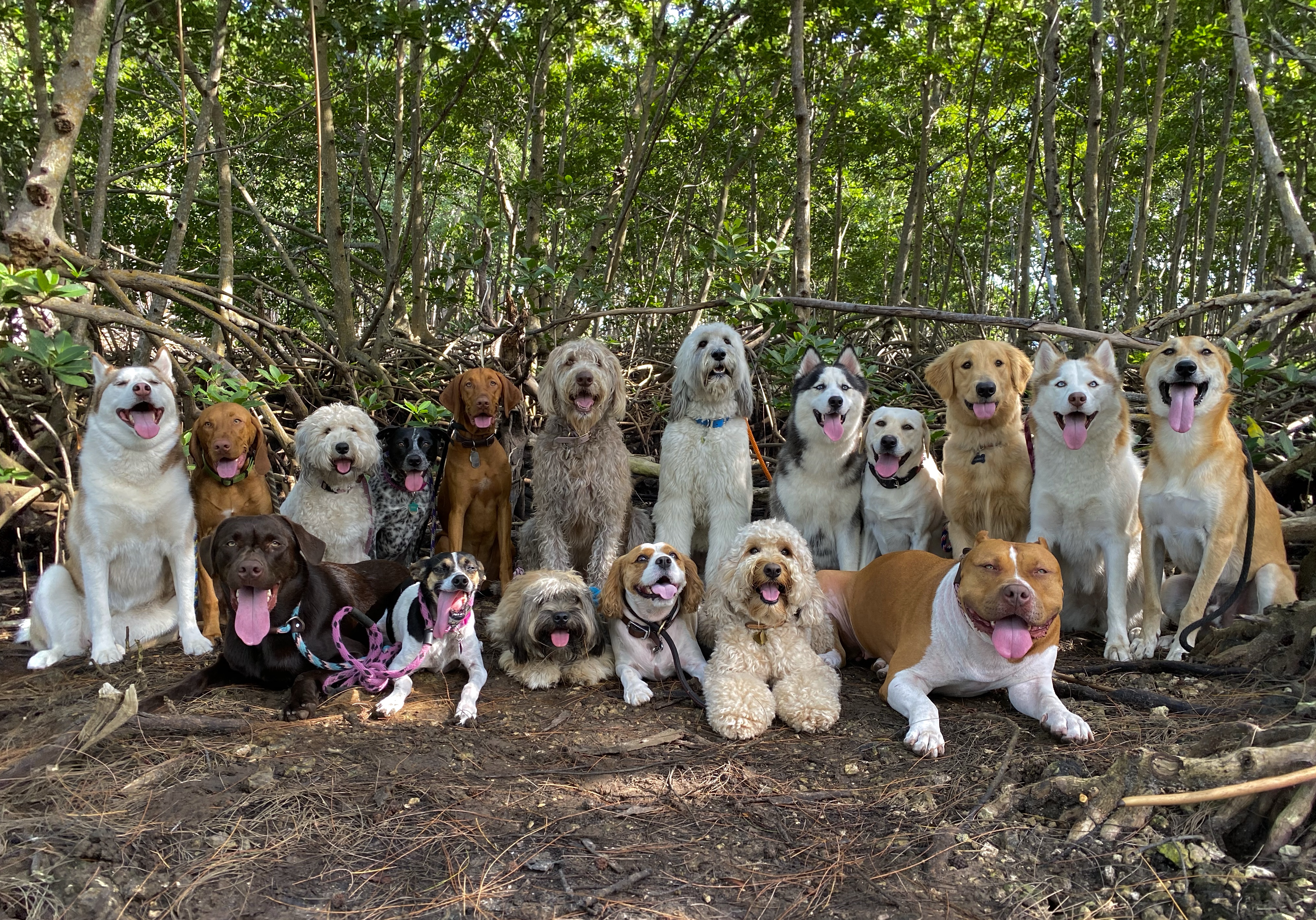 happy pack dog training