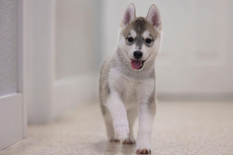 6.5 weeks old